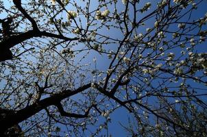 cerisier en fleurs au printemps photo