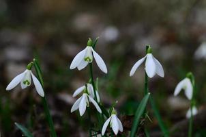 perce-neige en forêt photo