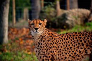 léopard regardant la caméra