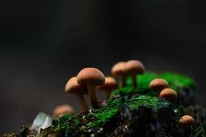 champignons sur mousse en automne photo