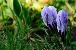 crocus violet au printemps photo