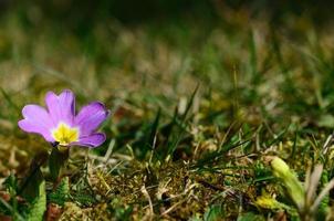 petite fleur violette photo