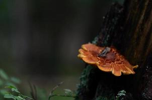 champignon brun sur l'arbre photo