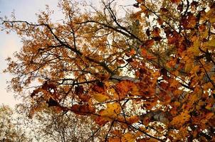 feuilles colorées sur un arbre photo