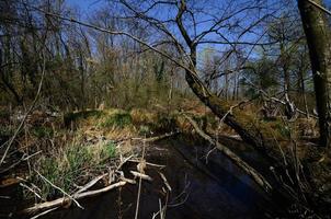 paysage naturel et marais photo