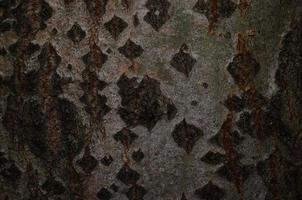 surface d'un arbre photo