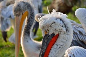 pélicans à tête bouclée dans un zoo photo