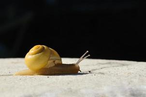 escargot jaune sur fond noir photo
