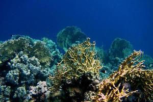 beau corail dans l'eau bleue photo