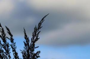 nuages d'herbe et ciel photo