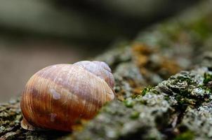 Logement d'escargot sur tronc d'arbre photo