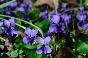 violettes parfumées au printemps photo