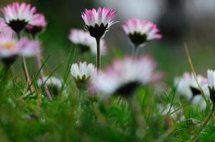 marguerite fraîche le printemps photo