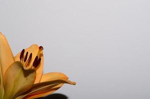 fleur jaune sur blanc photo