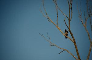 corbeau sur arbre avec ciel bleu photo