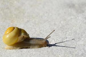 escargot jaune sur pierre photo