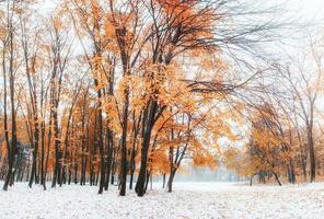 Forêt de hêtres de montagne d'octobre avec première neige d'hiver photo
