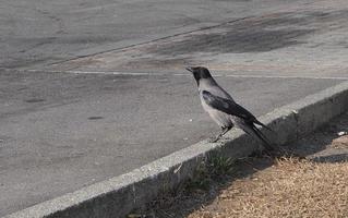 animal oiseau corbeau photo