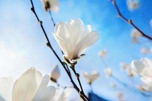magnolias en fleurs blanches sur fond de ciel bleu au printemps