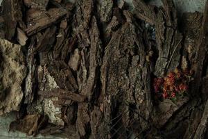 plat sur une écorce d'arbre photo