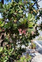 gros plan d'un arbousier, un petit arbre à l'écorce rouge qui s'écaille. les fleurs apparaissent pendant que les fruits de l'année précédente mûrissent. un ours à côté d'un arbousier est le symbole de madrid photo
