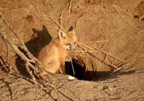 chiot renard roux à la tanière photo