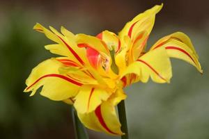 fleur jaune à rayures rouges au printemps photo