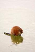 rat musqué sur la glace du lac en saskatchewan photo