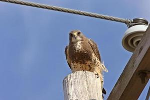 faucon de swainson sur le poteau canada photo