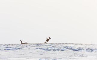 cerf courant en hiver photo