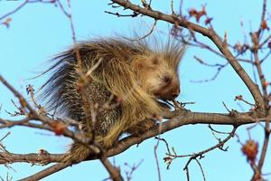 porc-épic dans un arbre saskatchewan canada photo