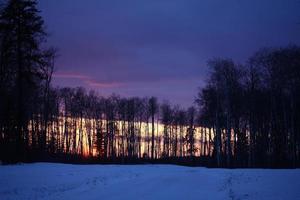 coucher de soleil à travers les arbres photo