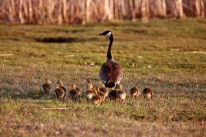 oisons suivant le parent bernache du canada photo