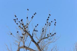 merles dans un arbre canada photo