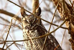 grand-duc d'Amérique perché dans un arbre d'hiver photo