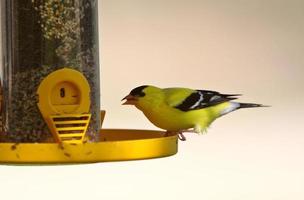 chardonneret jaune à la mangeoire pour oiseaux photo