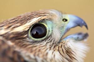 gros plan du jeune merlin dans la pittoresque ville de saskatchewan photo