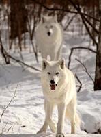 loups arctiques en hiver photo