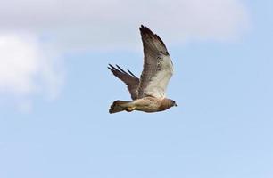 swainson hawk en vol canada photo