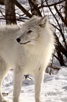 loup arctique en hiver photo