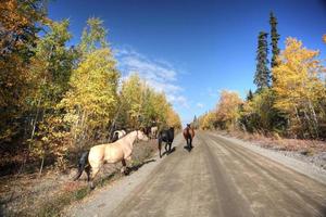 chevaux sauvages telegraph creek colombie britannique canada photo