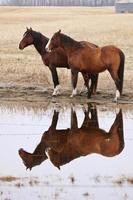 chevaux dans les pâturages canada photo