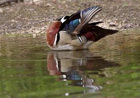 Drake canard branchu debout dans un étang près de la rive se lissant photo