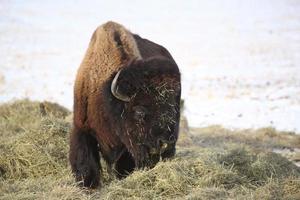 buffle aux yeux rouges recouvert de foin en hiver photo