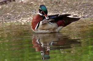 Drake de canard branchu debout dans un étang près du rivage photo