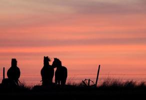Chevaux au coucher du soleil dans les Prairies Canada photo