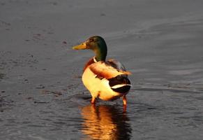 Drake canard souchet pataugeant dans l'étang photo