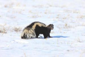 mouffette en hiver canada photo