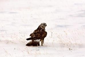 buse rouilleuse en hiver photo