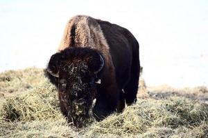 buffle couvert de foin en hiver photo